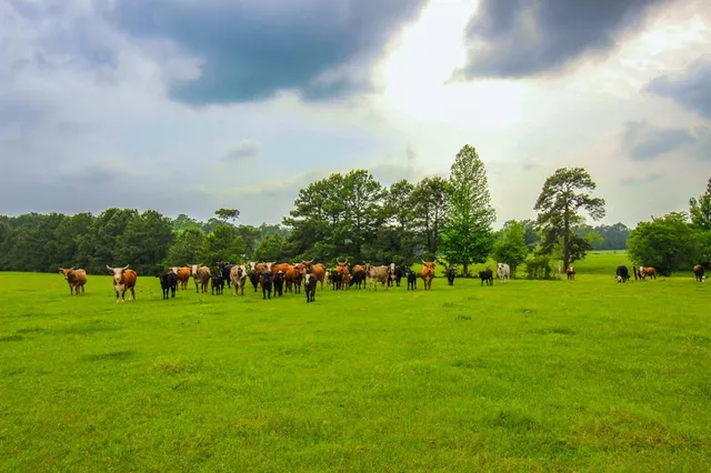 $2,150,000 | 0 East Fm 1794, Beckville, TX 75631