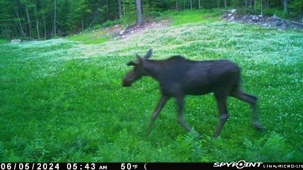 1825 Guide Board Road Schuyler Falls, NY 12985 - Photo 58 of 59 Gallery Image 58