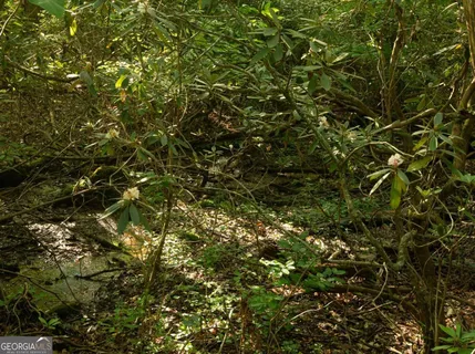 a view of a lush green forest with trees in the background