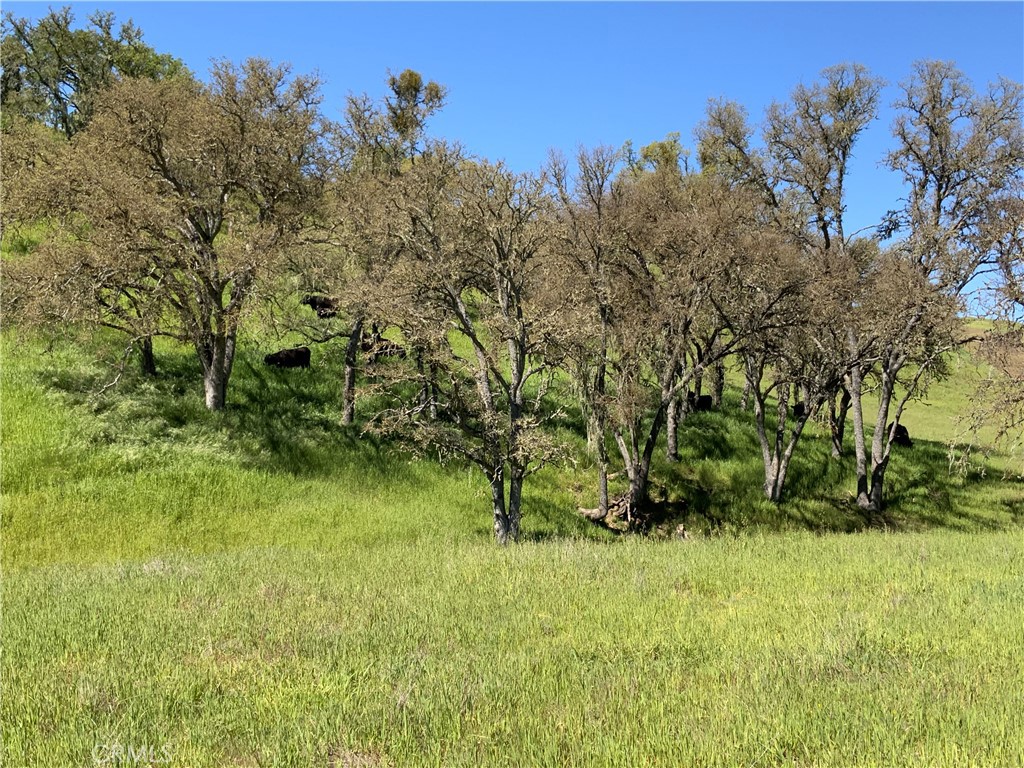 77599 Lowes Canyon Road San Miguel, CA 93451 - Photo 13 of 66 a view of a green field