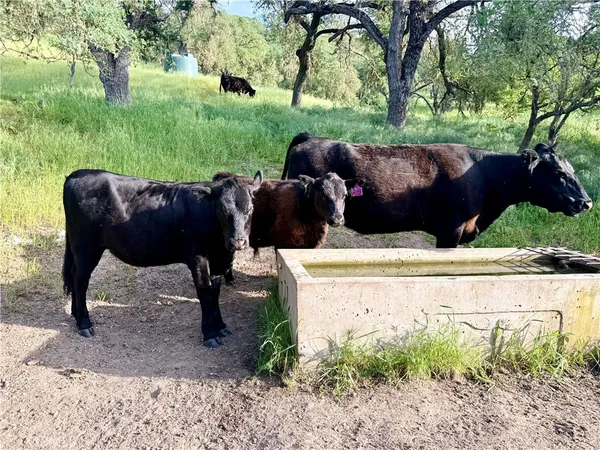 a view of dirt yard with a large tree