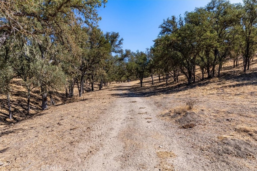 77599 Lowes Canyon Road San Miguel, CA 93451 - Photo 28 of 66 a view of dirt yard with a large tree