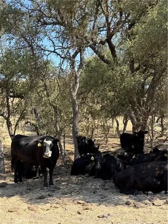 a view of a backyard of a house