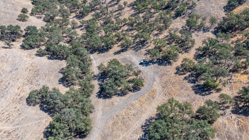 77599 Lowes Canyon Road San Miguel, CA 93451 - Photo 39 of 66 a view of a forest with plants and trees