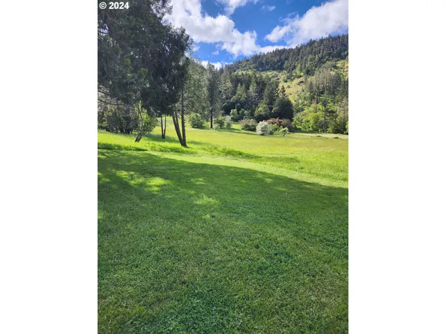 a yard with tall trees