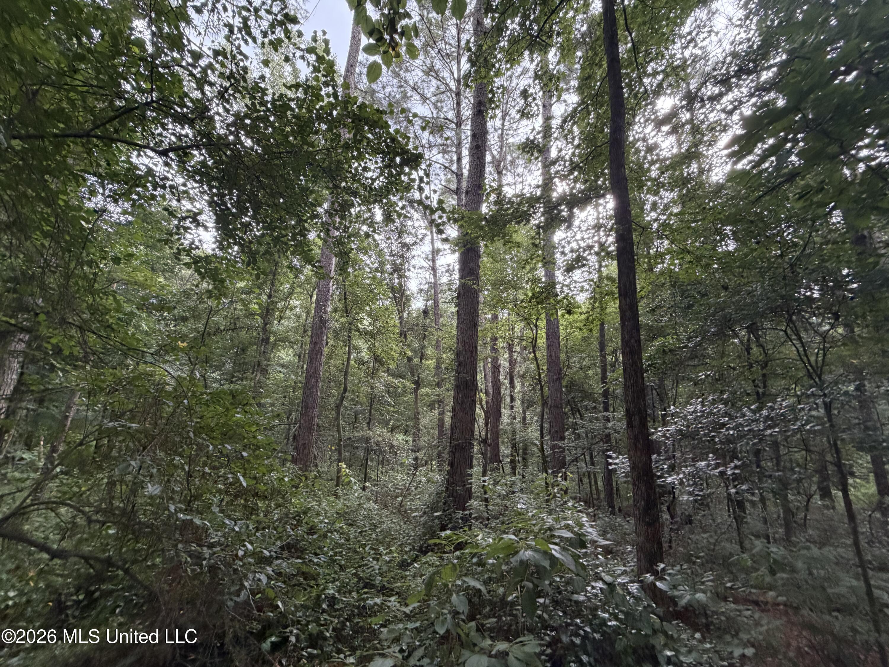Shiloh Road Pelahatchie, MS 39145 - Photo 6 of 10 IMG_2767