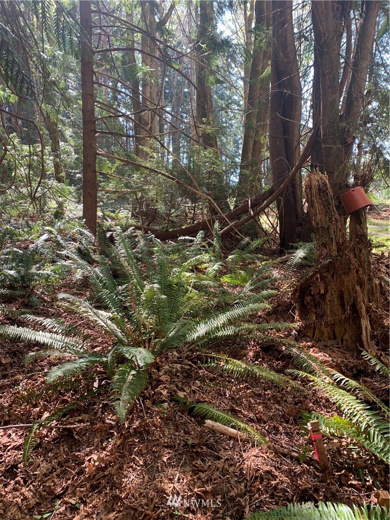 0 McDonald Road Quilcene, WA 98376 - Photo 18 of 34
