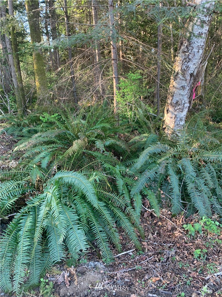 0 McDonald Road Quilcene, WA 98376 - Photo 6 of 34