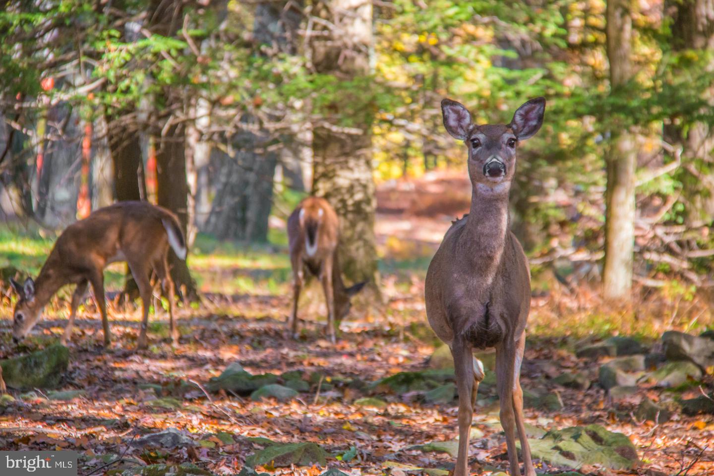 237 Longview Drive Lake Harmony, PA 18624 - Photo 38 of 56