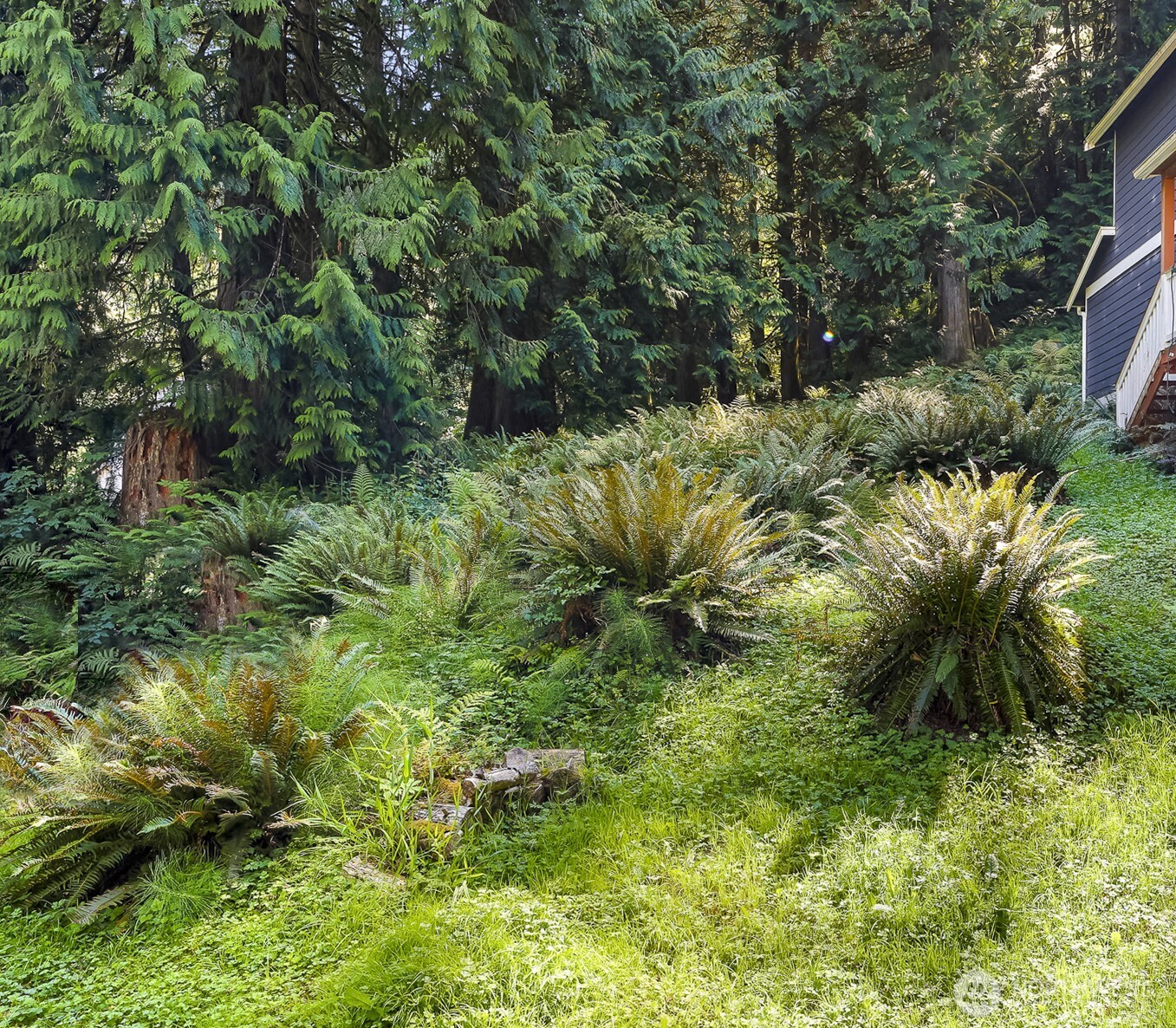 a view of a lush green forest