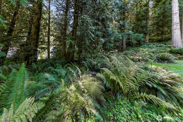 a view of a lush green forest
