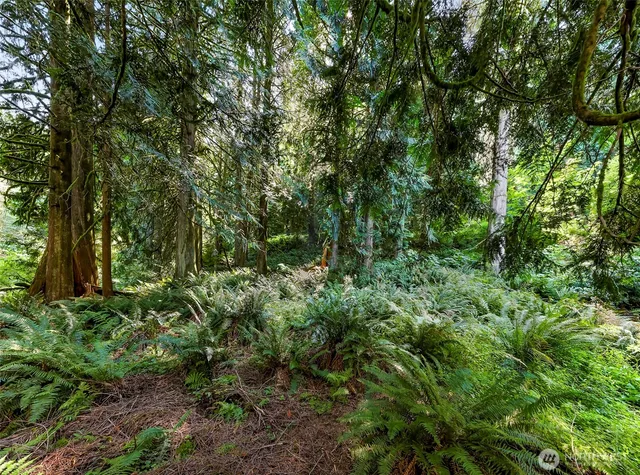 a view of a lush green forest