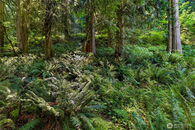 a view of a lush green forest