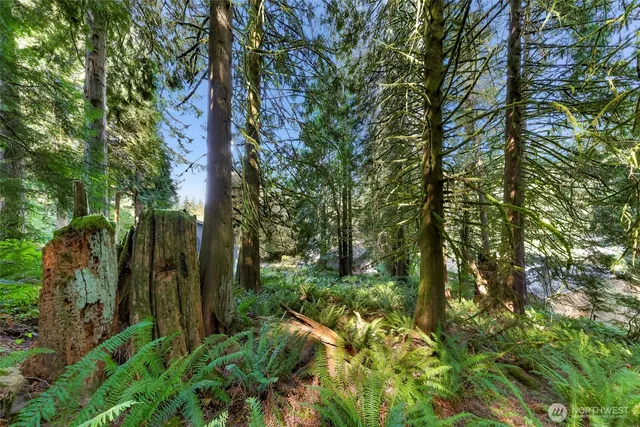 a view of a garden with plants and trees
