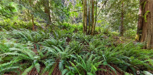 a view of a lush green forest