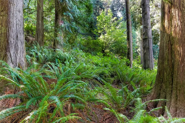 a view of a garden with plants