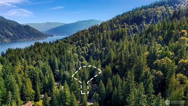 a view of a lush green forest with a tree