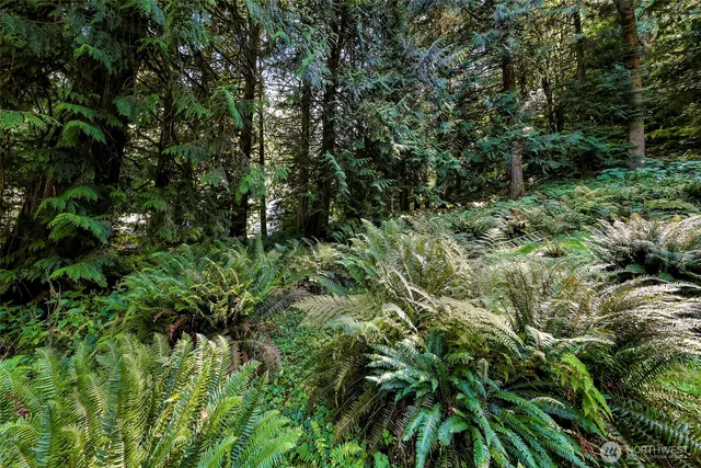 a view of a lush green forest