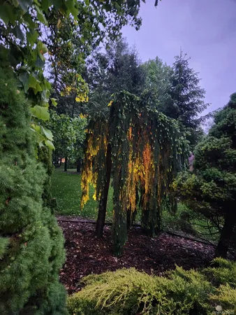 a view of a tree in a yard