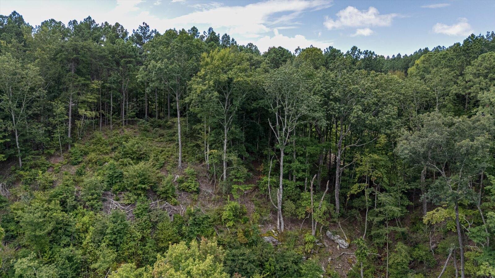 0 Farm Road Guild, TN 37340 - Photo 14 of 34 a view of a forest with a street