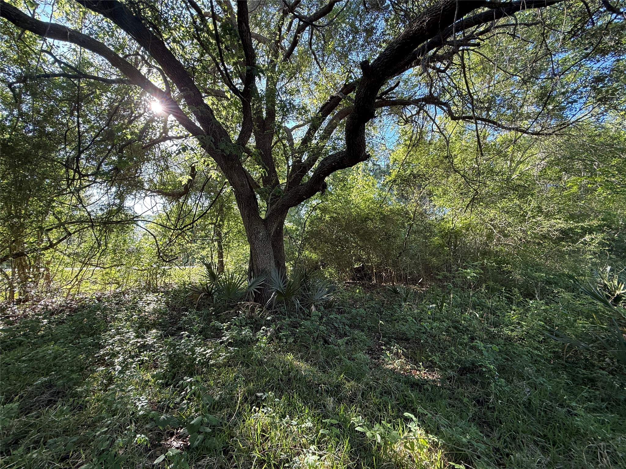 281 Rd Sargent Tx 77414 Road Sargent, TX 77414 - Photo 8 of 23 a view of a tree in a yard