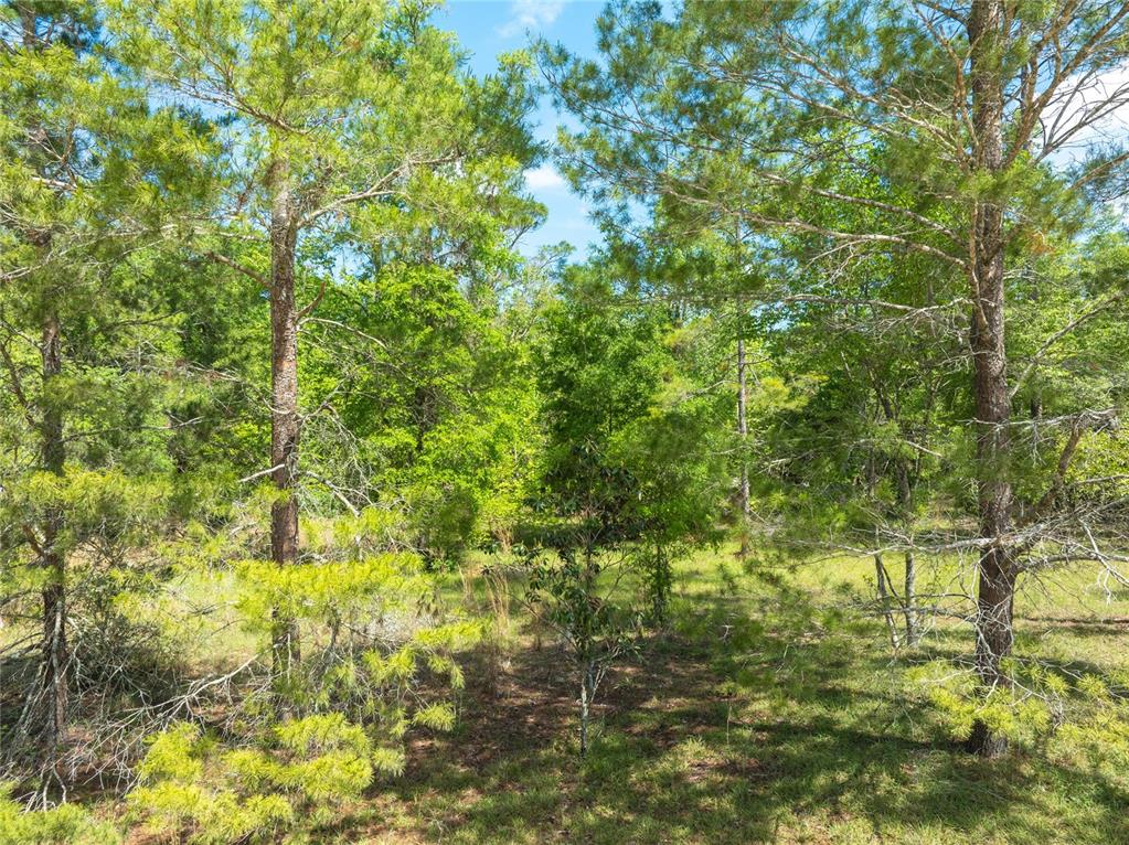 0 Pine Way O'Brien, FL 32071 - Photo 8 of 10