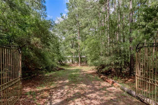 a view of a forest with trees in the background