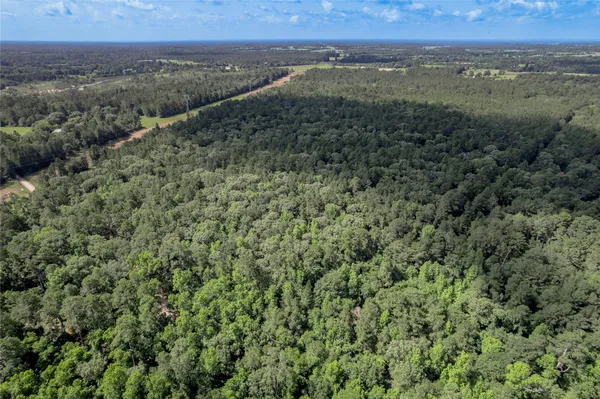 a view of a forest with a street
