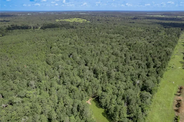 a view of a forest with a street