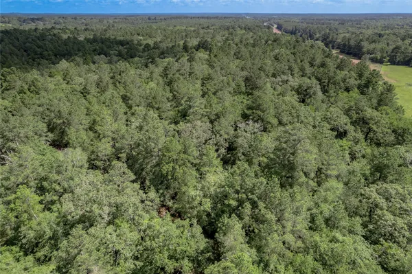 a view of a forest with a street