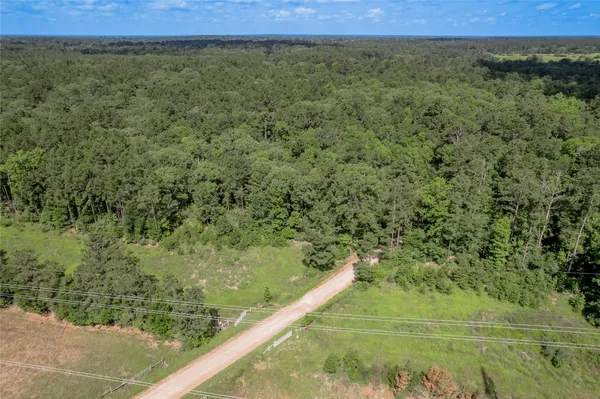 a view of a forest with a street