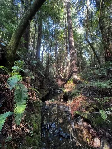 $1,299,000 | 2081 Joy Road, Occidental, CA 95465