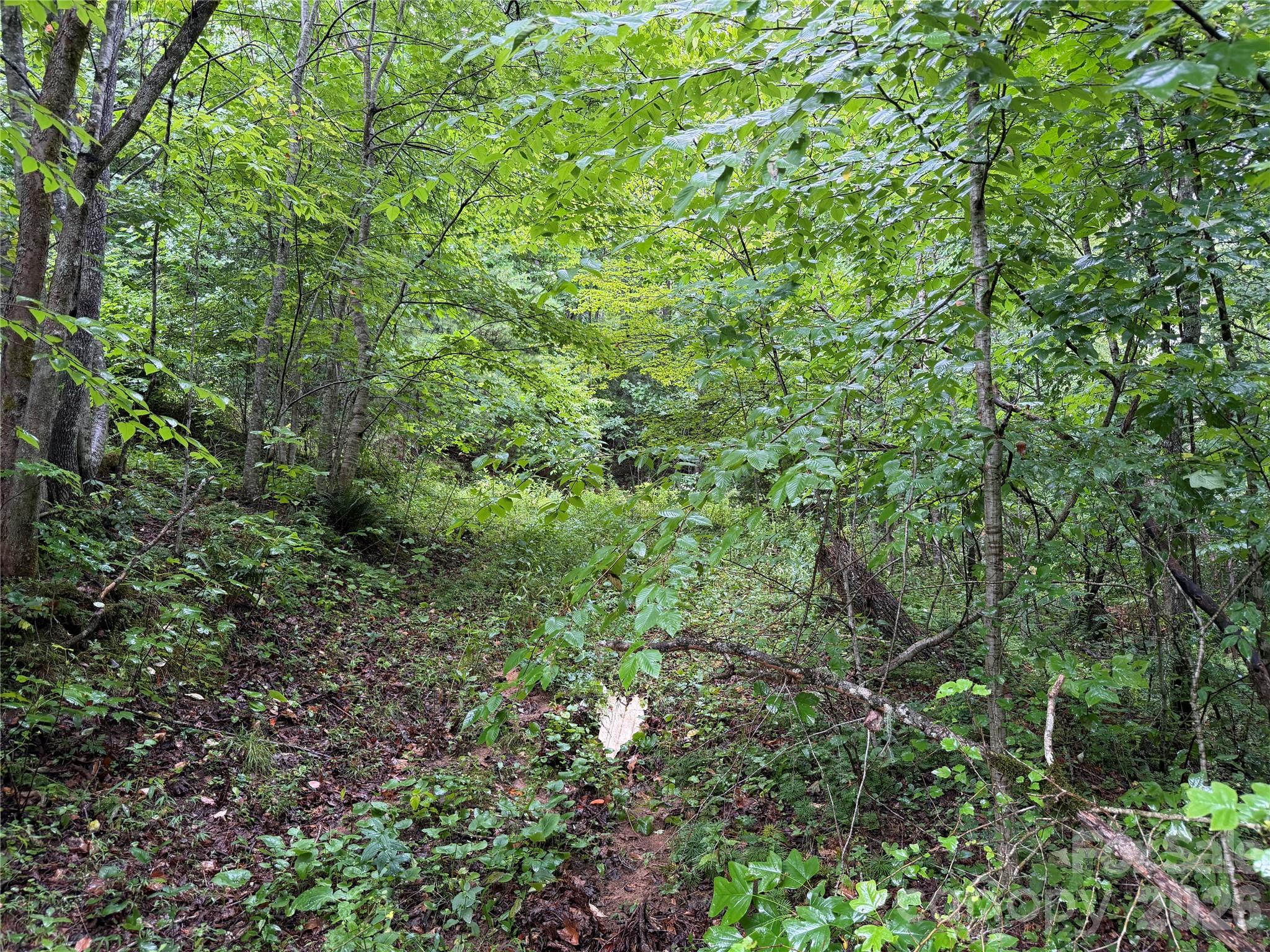 Off Donald McCall Road Balsam Grove, NC 28708 - Photo 46 of 47 Gallery Image 46