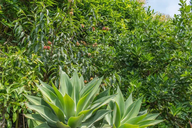 a view of a plant in a garden