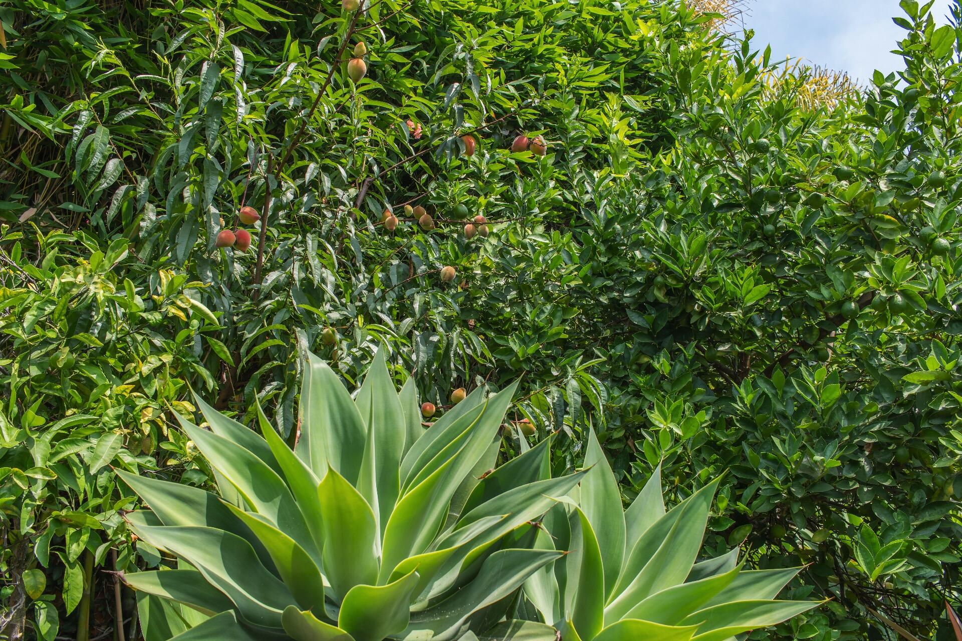 Undisclosed Address Santa Barbara, CA 93101 - Photo 23 of 24 a view of a plant in a garden