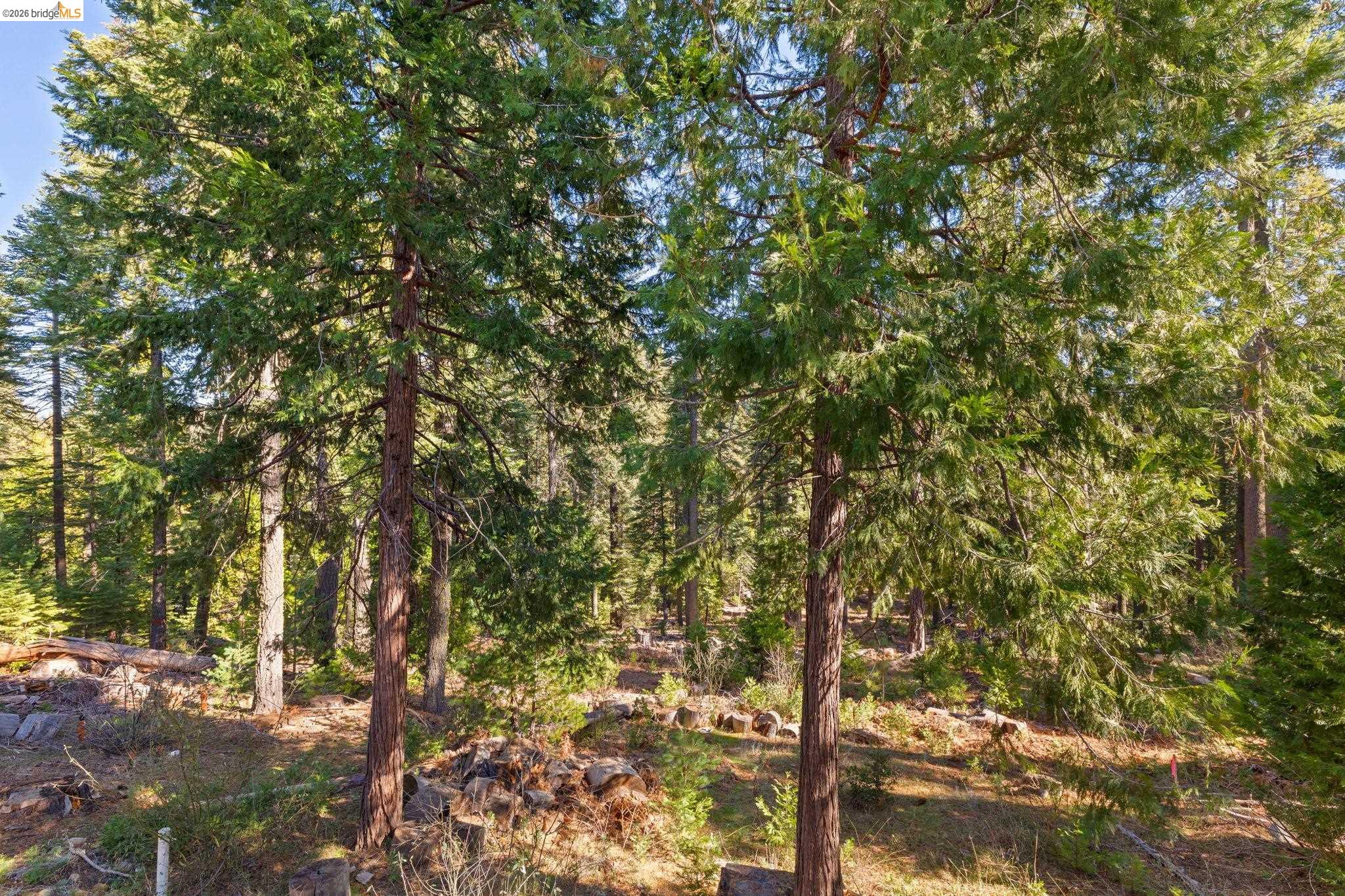26175 Janice Way Long Barn, CA 95335 - Photo 23 of 23 View of local wilderness