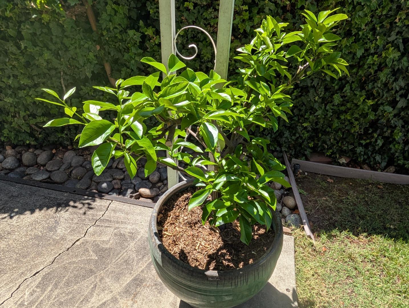 1201 Sycamore Terrace, Unit 148 Sunnyvale, CA 94086 - Photo 32 of 36 a view of a plant in a yard