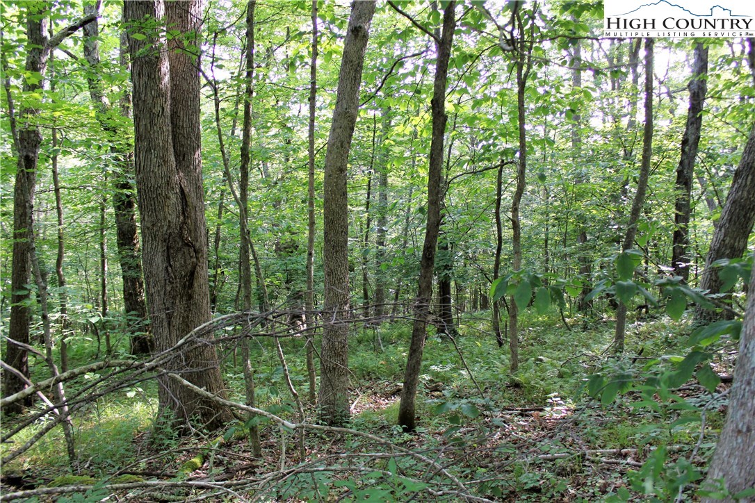 Tbd Lot 1 Tbd Road Boone, NC 28607 - Photo 6 of 14