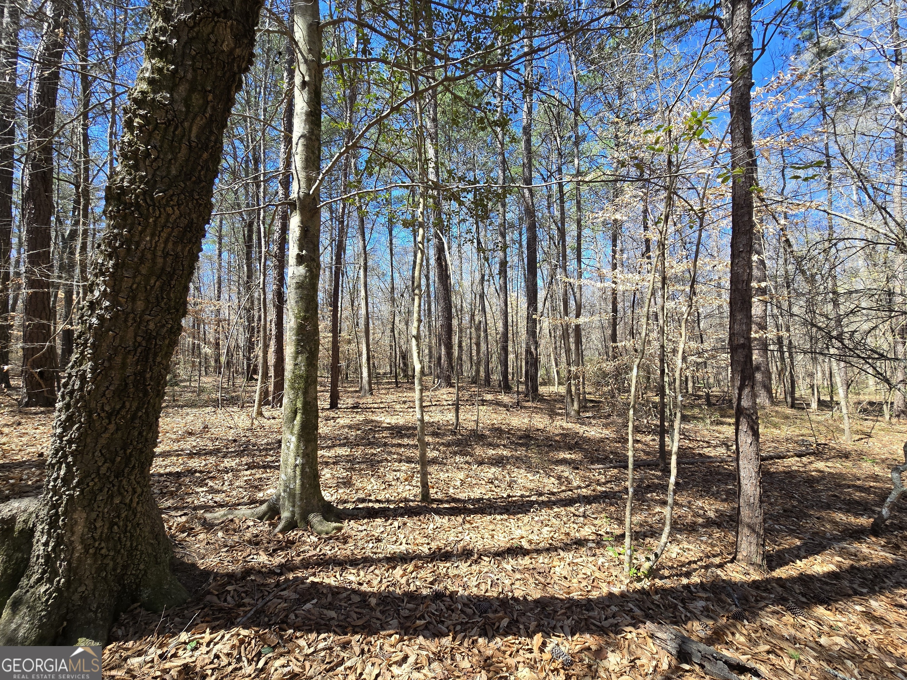 0 River Shoals Court Covington, GA 30016 - Photo 11 of 17 a view of a yard with a tree