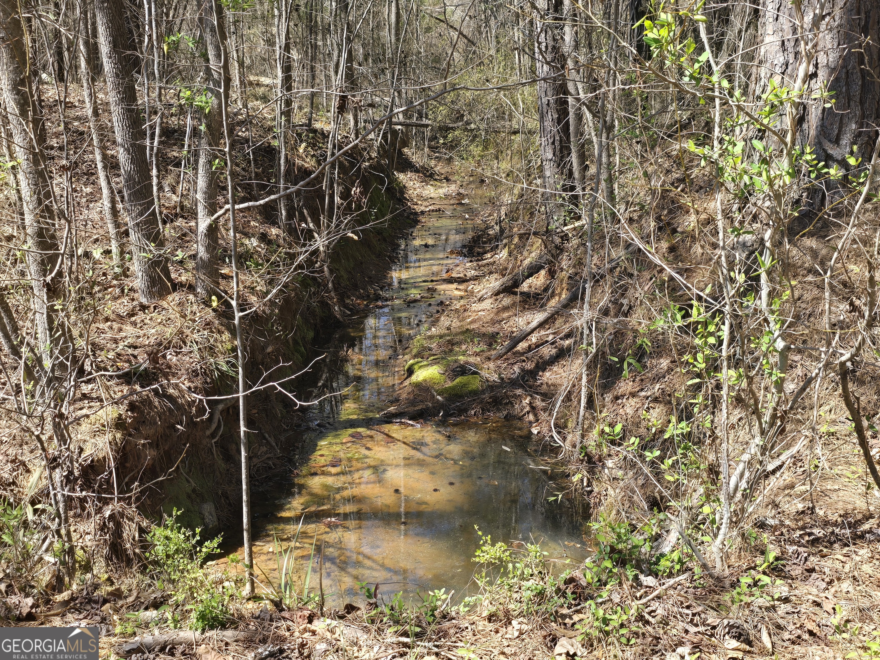 0 River Shoals Court Covington, GA 30016 - Photo 3 of 17 a picture of a tree