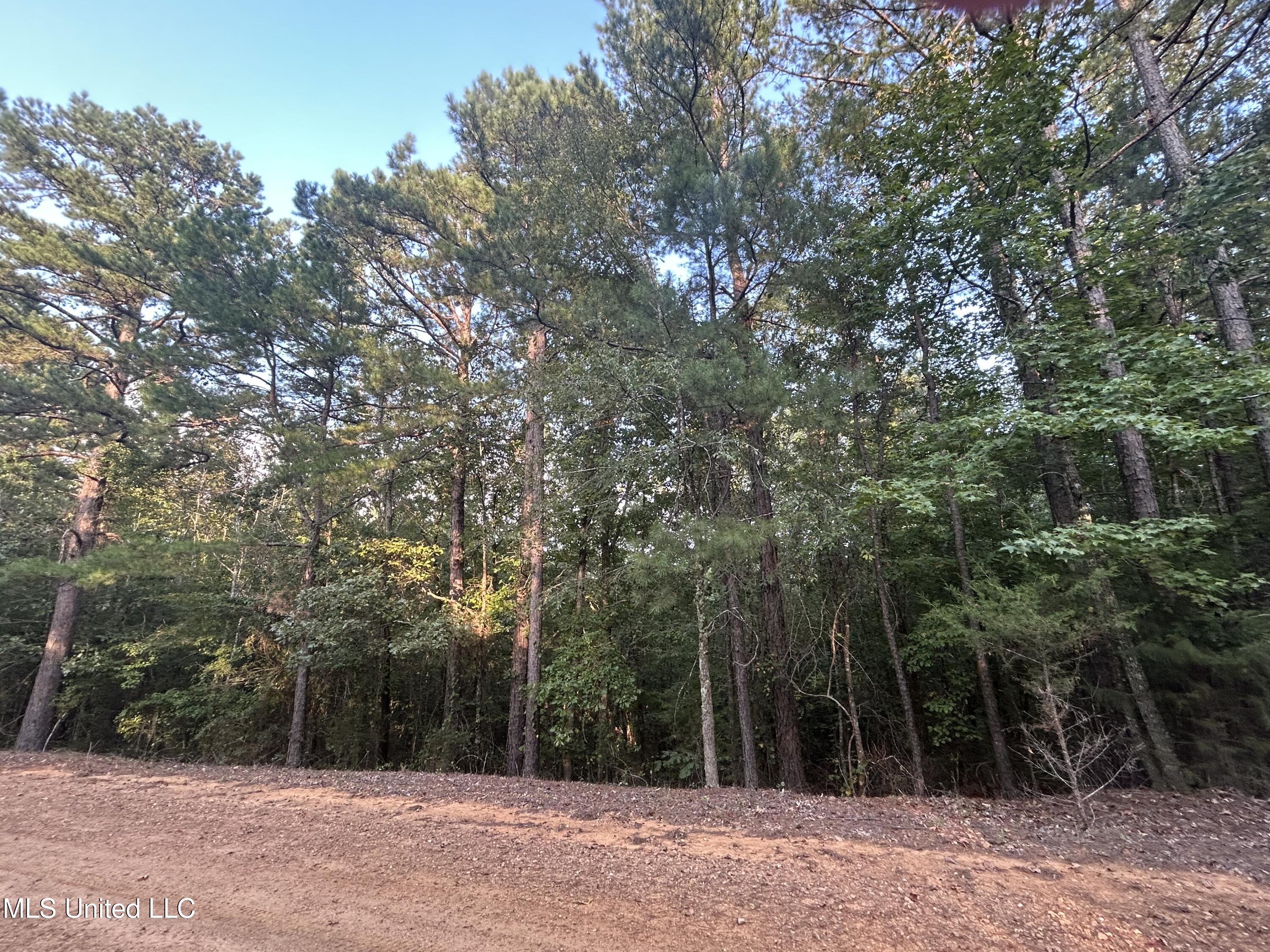 Conley Road Duck Hill, MS 38925 - Photo 5 of 7 IMG_1582