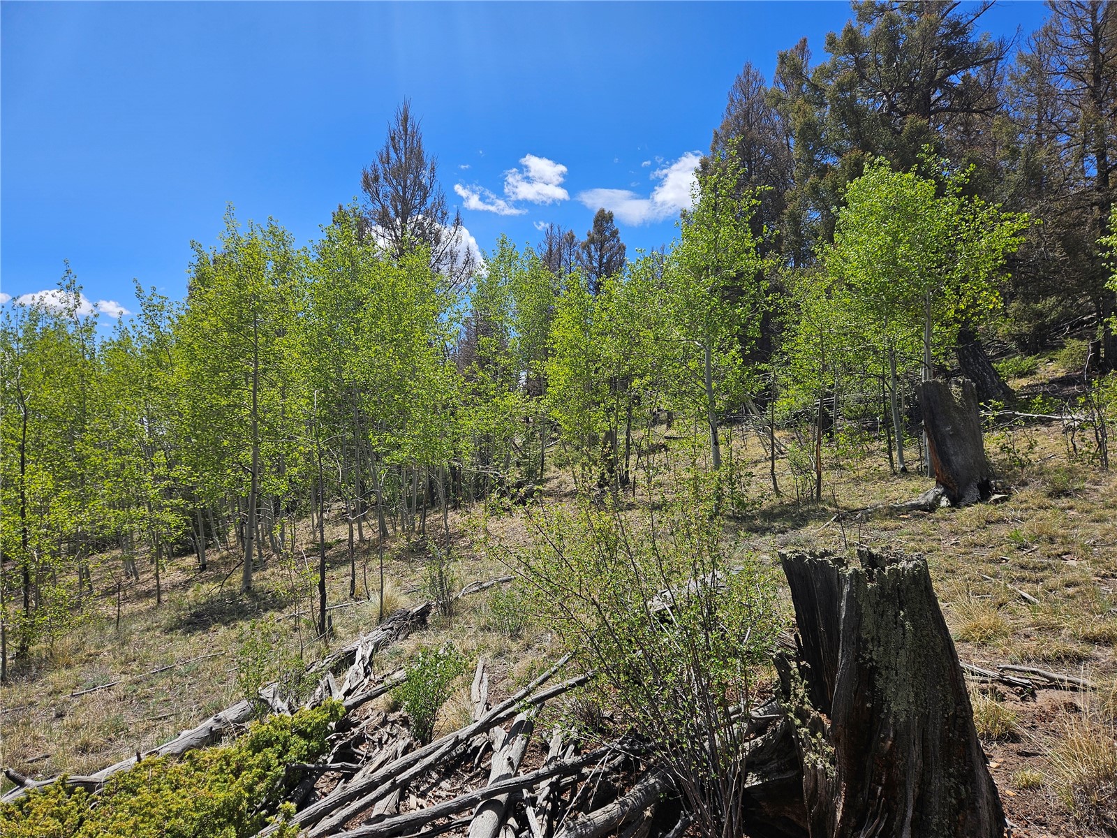 1412 Redhill Road Fairplay, CO 80440 - Photo 2 of 45 a view of a yard with plants and tree