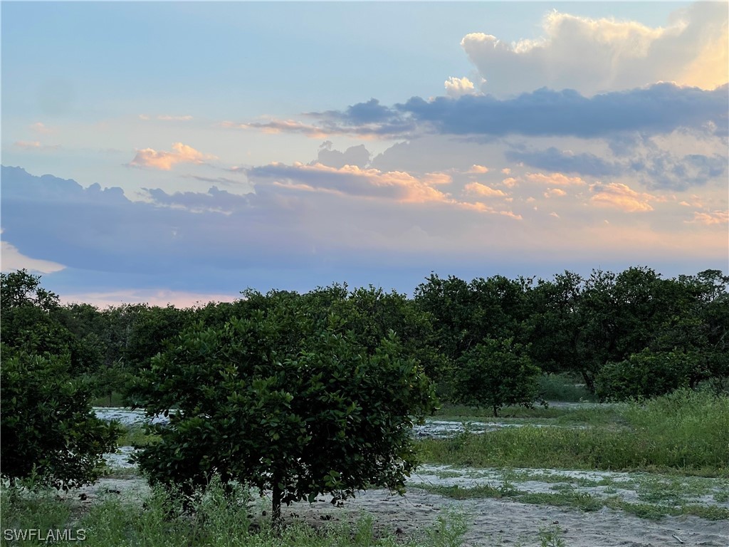 6545 7th Road LaBelle, FL 33935 - Photo 1 of 6 a view of a bunch of trees in background