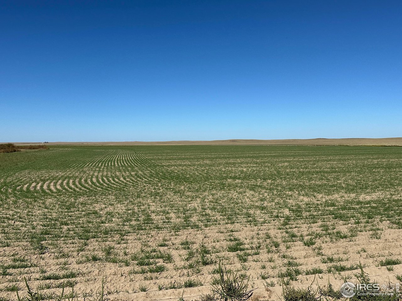 18807 County Road P Kit Carson, CO 80825 - Photo 29 of 39 2026 Winter wheat
