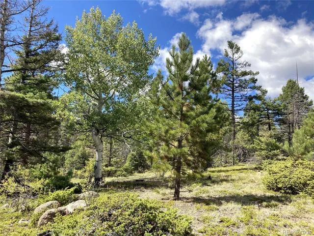 a view of a yard with plants
