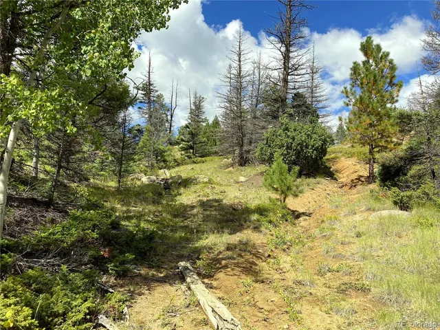 a view of a yard covered with trees