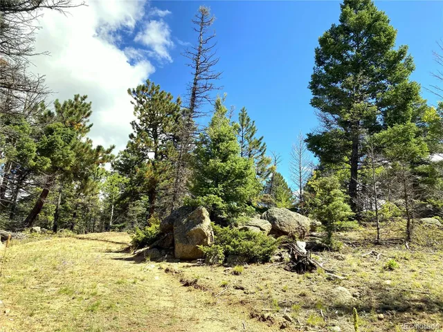 a view of a yard with large trees