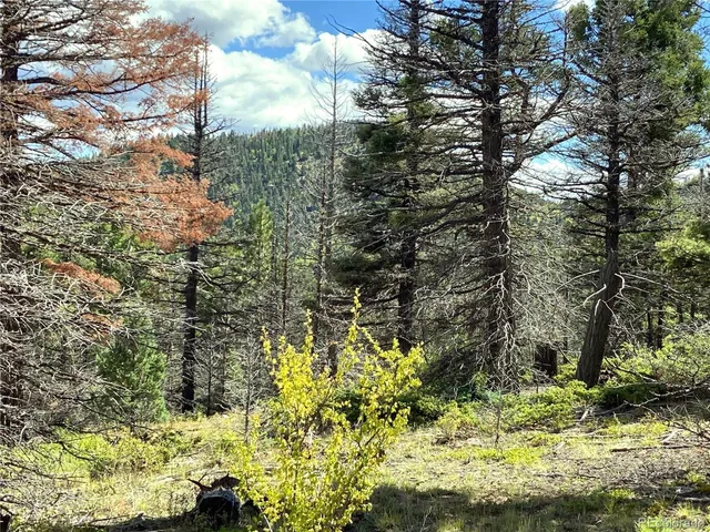 a view of a yard with large trees