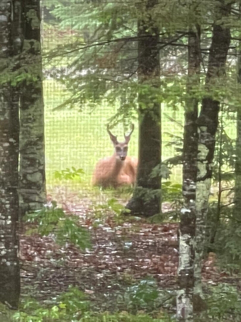 281 Tower Road Vienna, ME 04360 - Photo 44 of 55 281TowerRd_66674_44