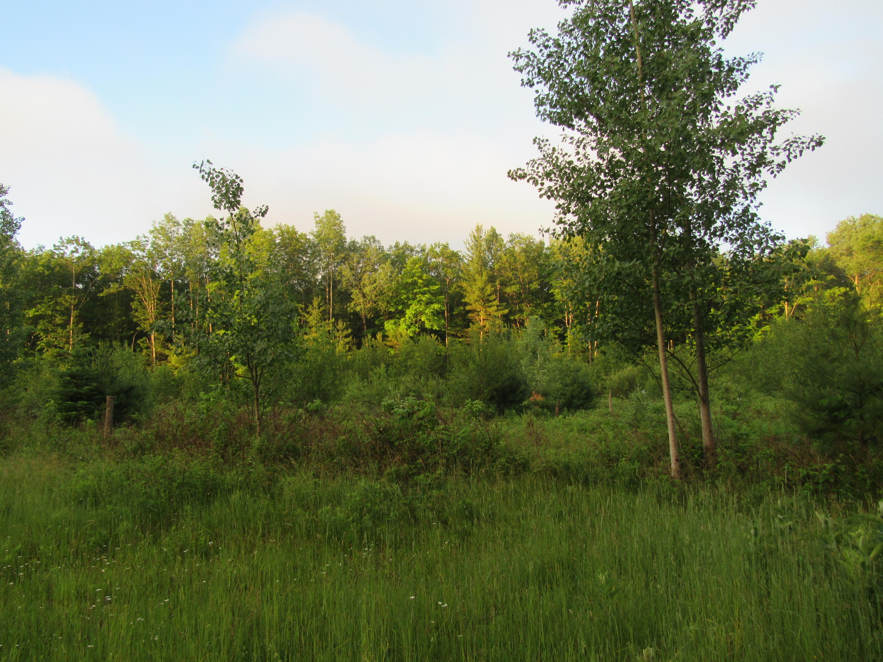 Beaver Lake Road Lachine, MI 49753 - Photo 4 of 7 Gallery Image 4